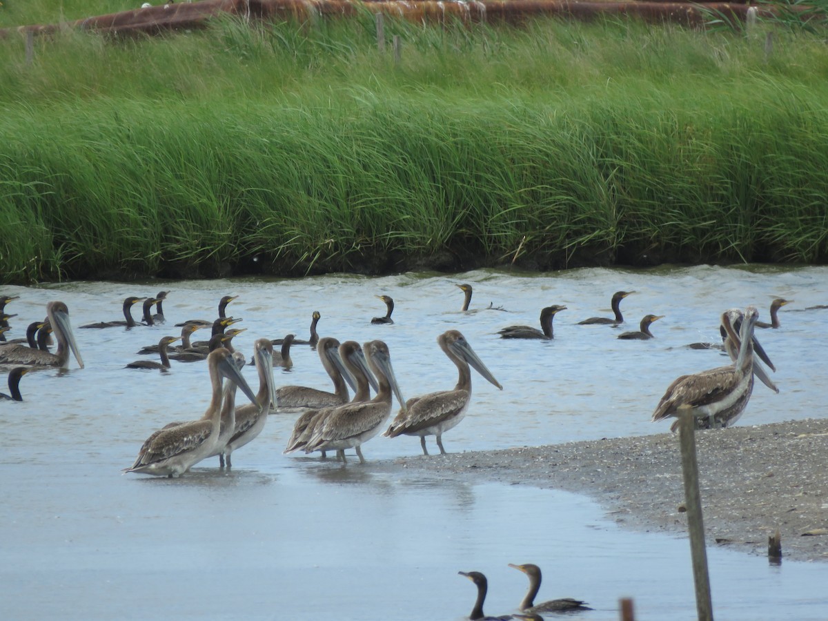 Brown Pelican - ML533263471