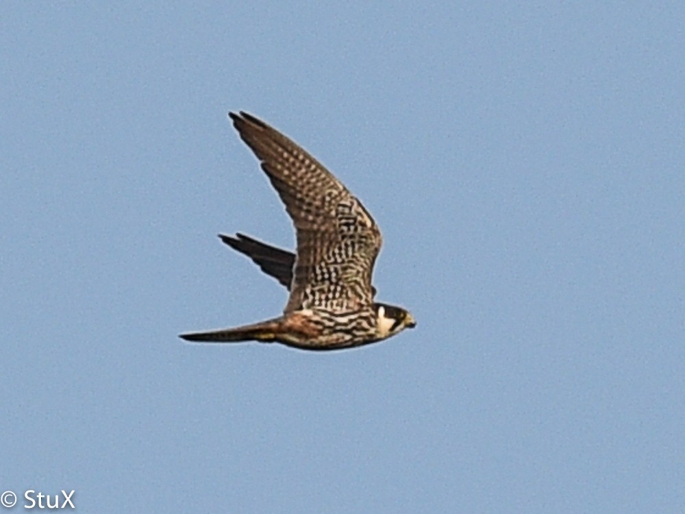 Eurasian Hobby - ML533264011