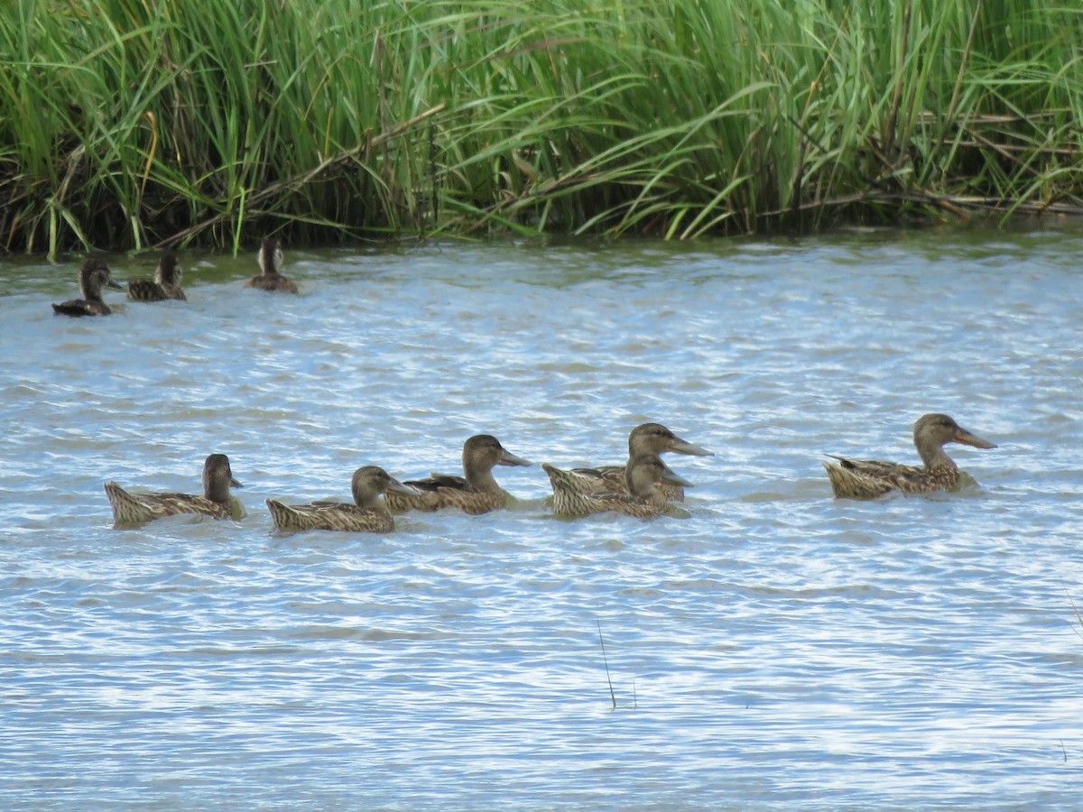 Canard souchet - ML533264101