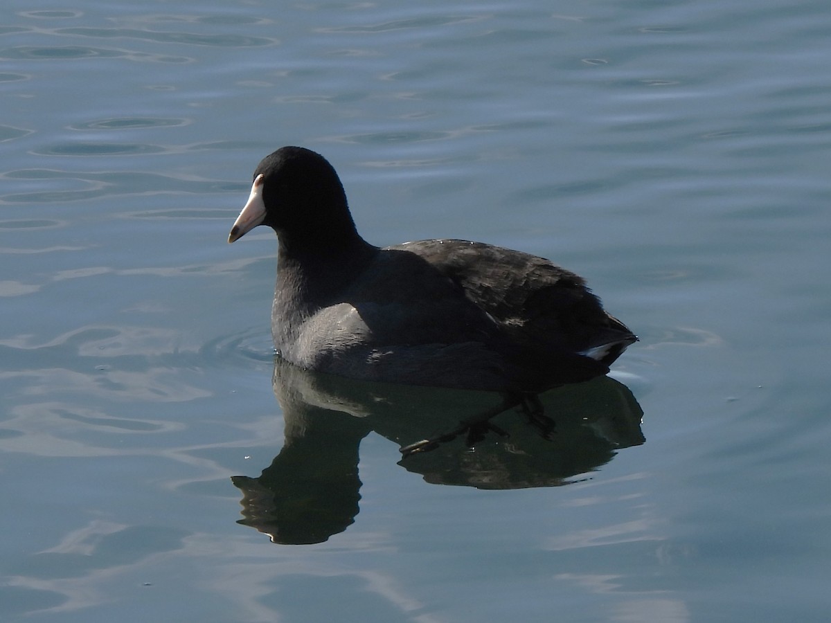 American Coot - Brenda Aburto