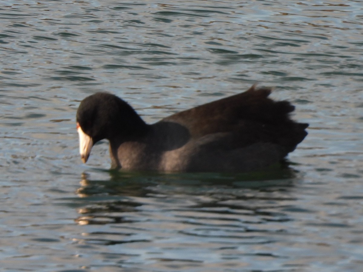 Foulque d'Amérique - ML533265001