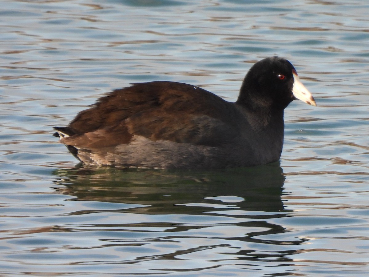 Foulque d'Amérique - ML533265011