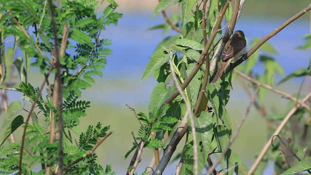 Clamorous Reed Warbler - ML533266321