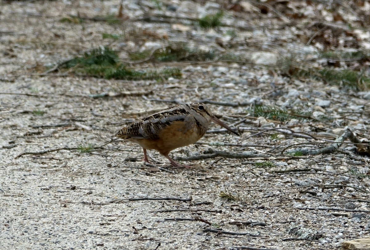 American Woodcock - ML53326661