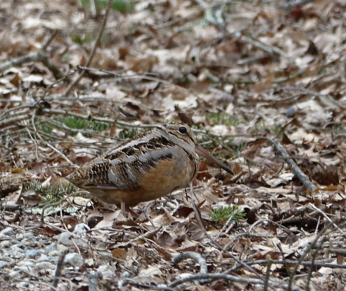 American Woodcock - ML53326741