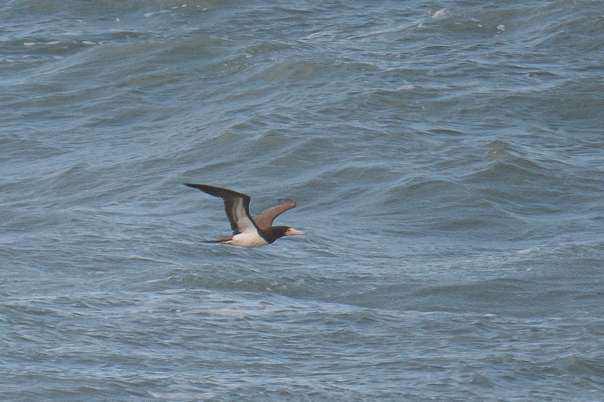 Brown Booby (Atlantic) - ML533267801