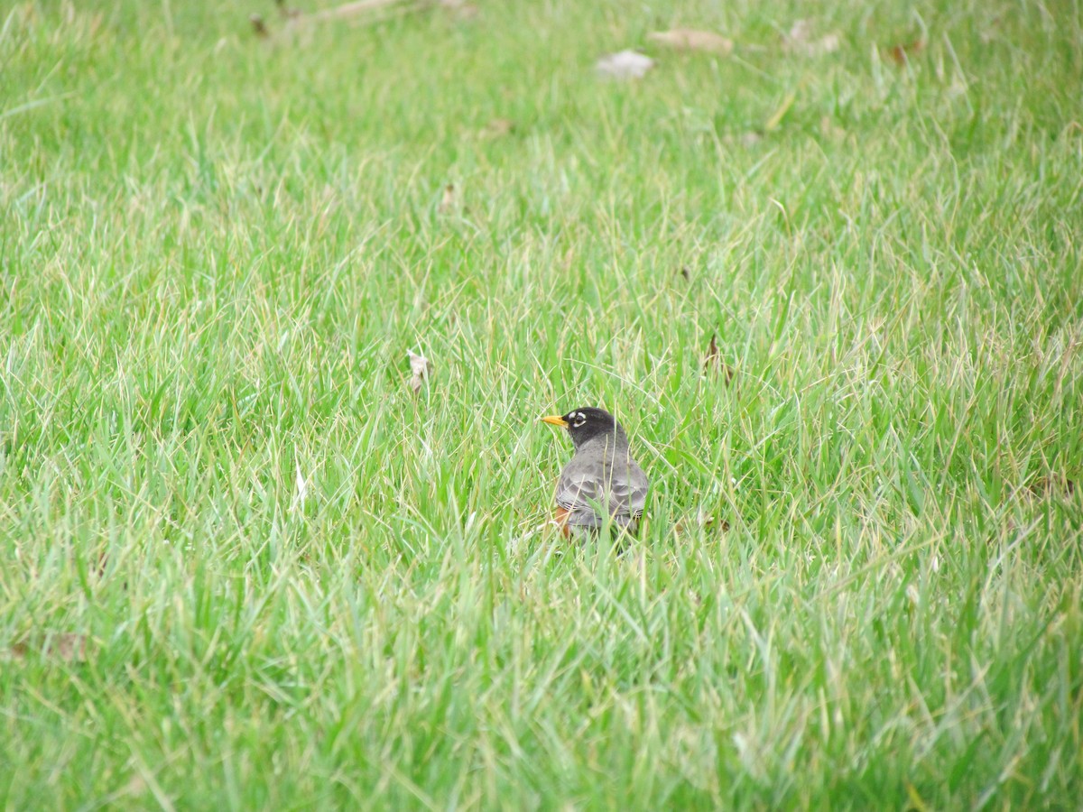 American Robin - ML53326951