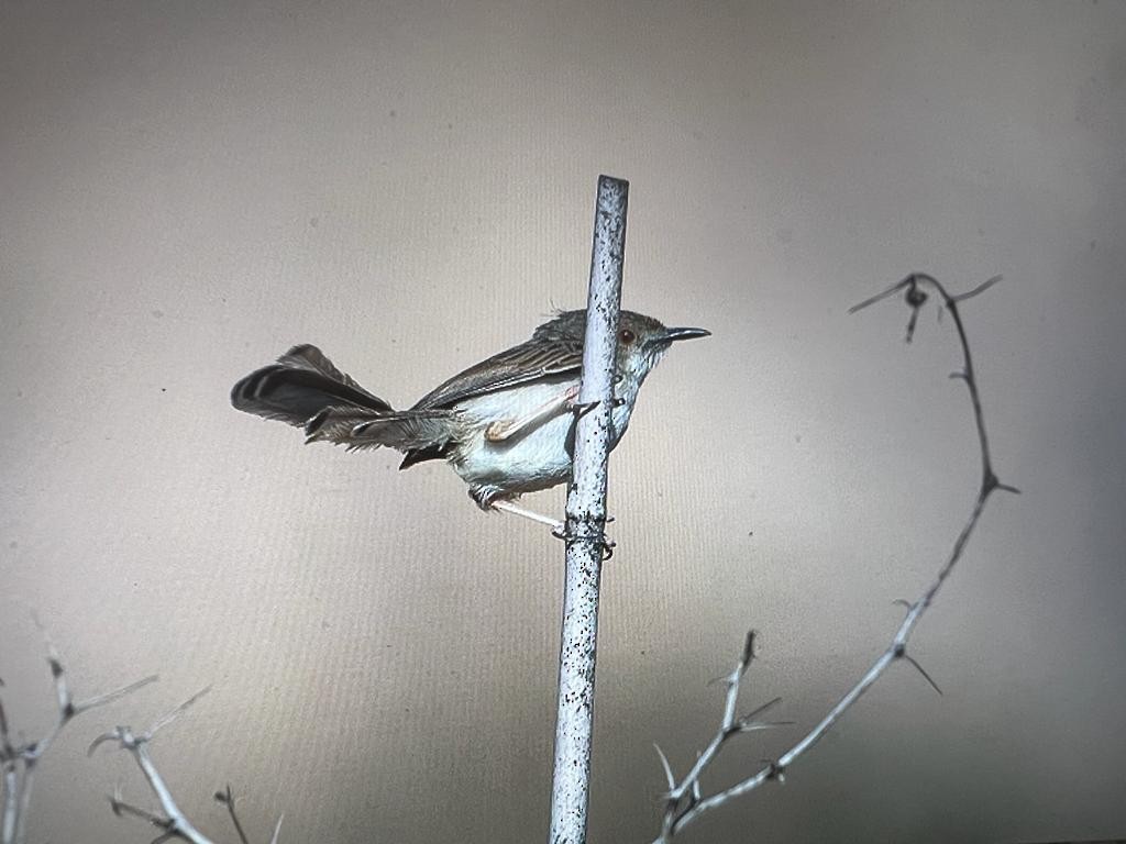 prinie jihoasijská - ML533269521