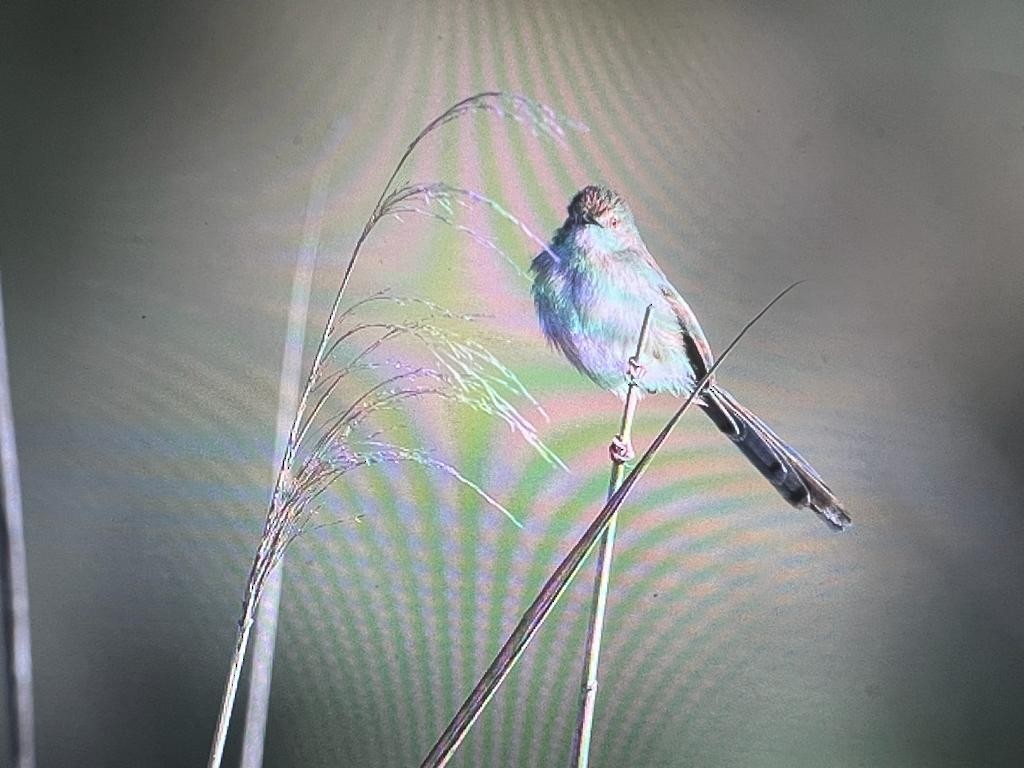 Delicate Prinia - ML533269531