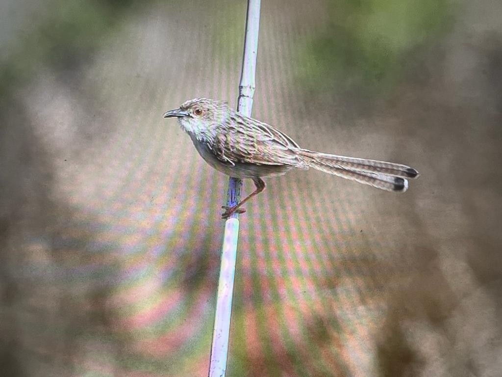 Delicate Prinia - Saudi Rare Bird Records