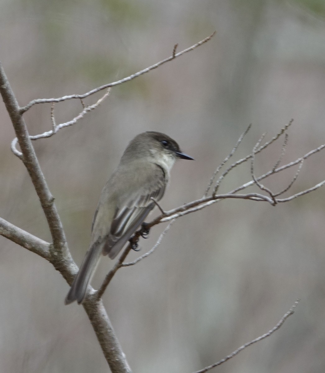 Eastern Phoebe - ML53326961