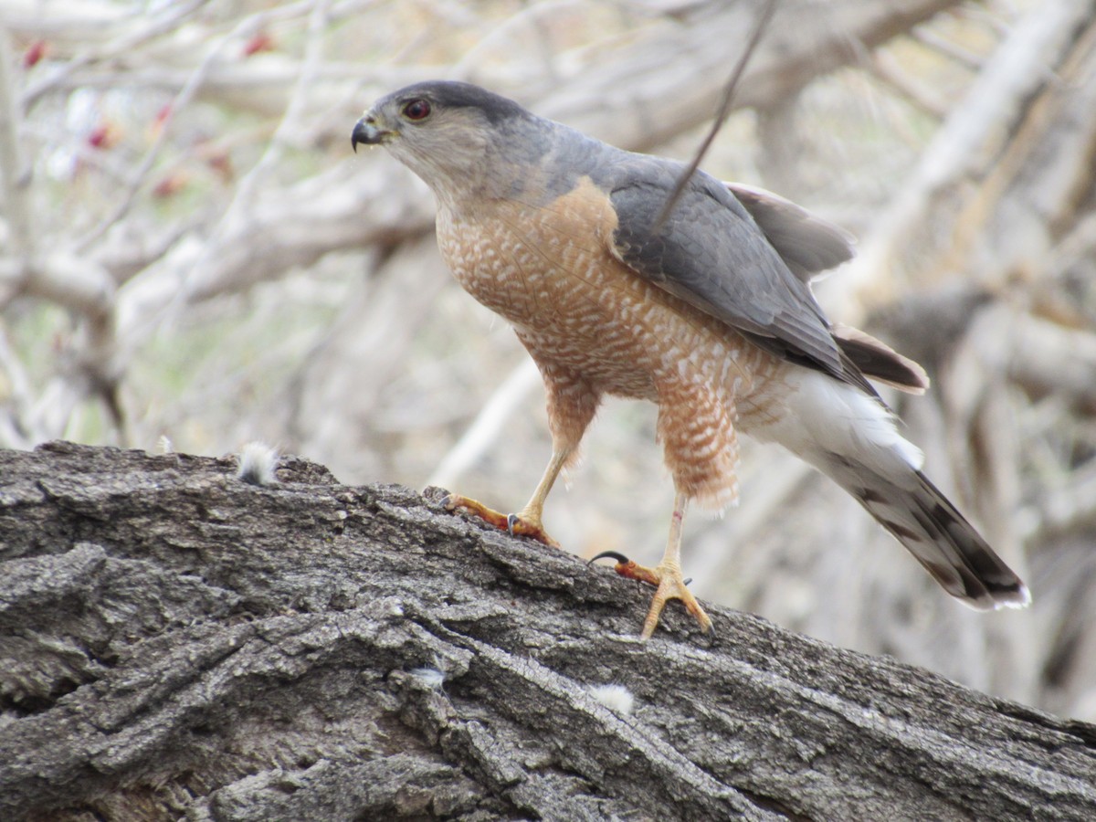 Cooper's Hawk - ML53326981