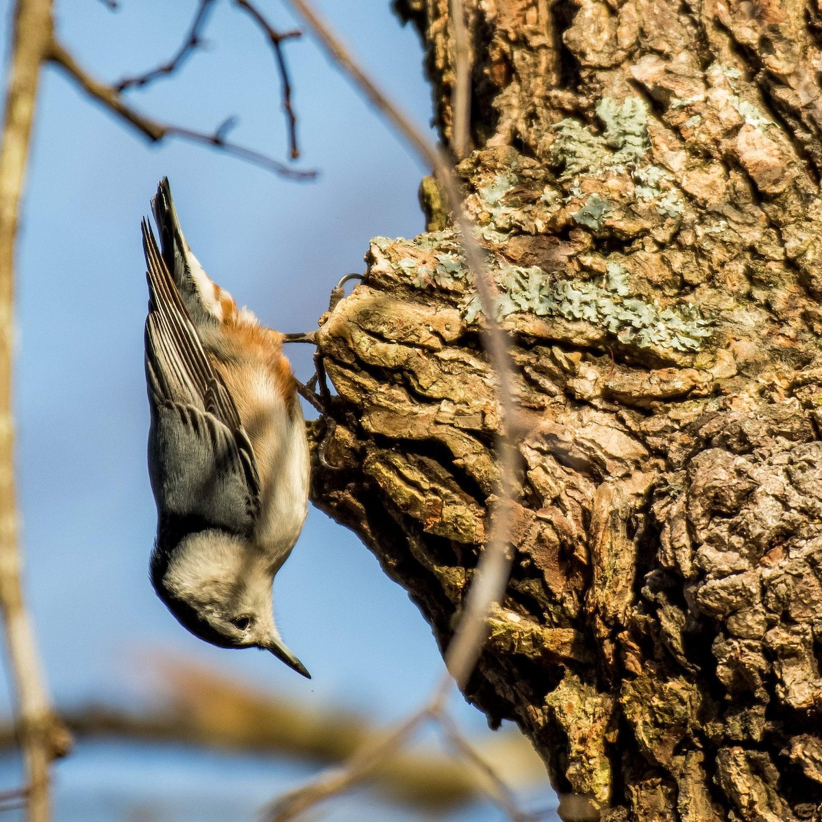 White-breasted Nuthatch - ML533271821