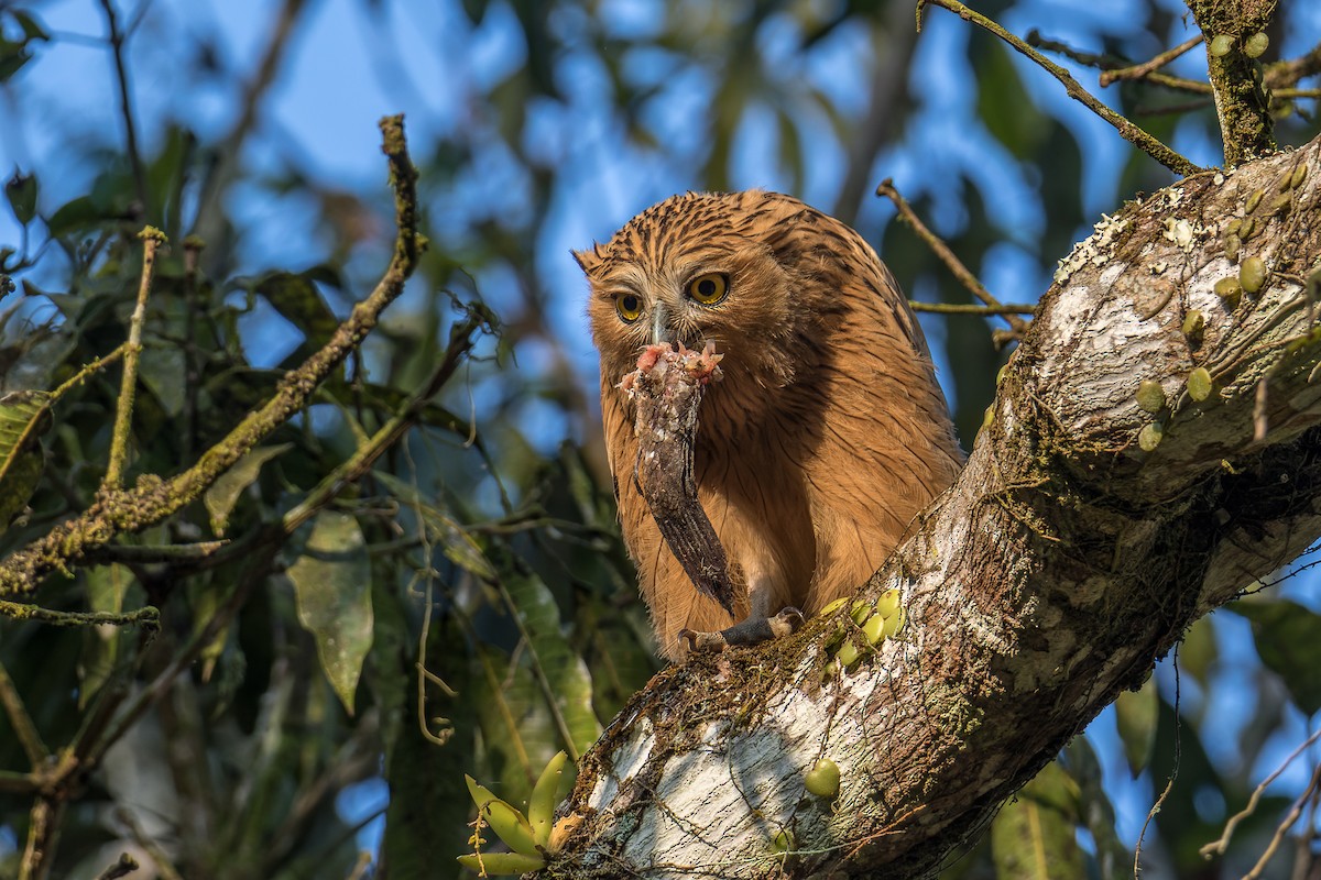 Buffy Fish-Owl - Wich’yanan Limparungpatthanakij