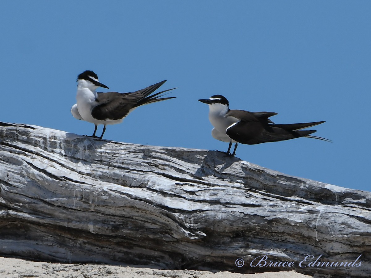 Bridled Tern - ML533273581