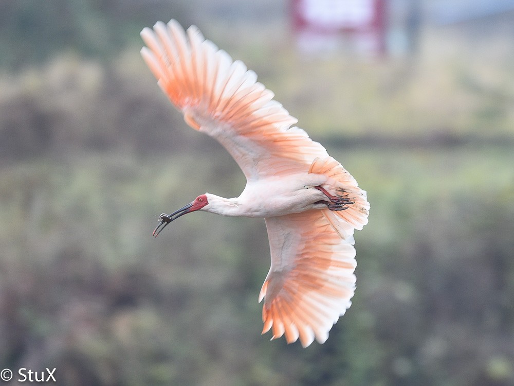 Crested Ibis - ML533273761