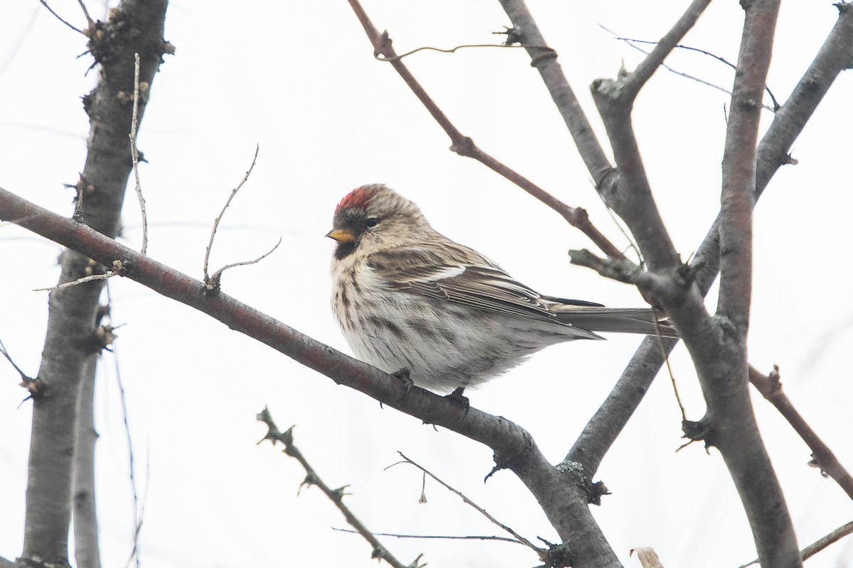 Redpoll (Common) - Ryan Griffiths