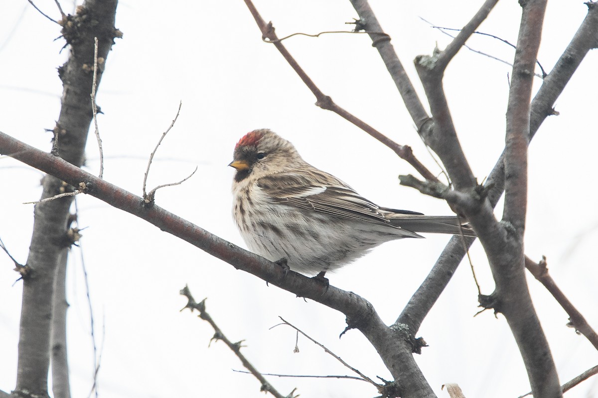 Common Redpoll - Ryan Griffiths