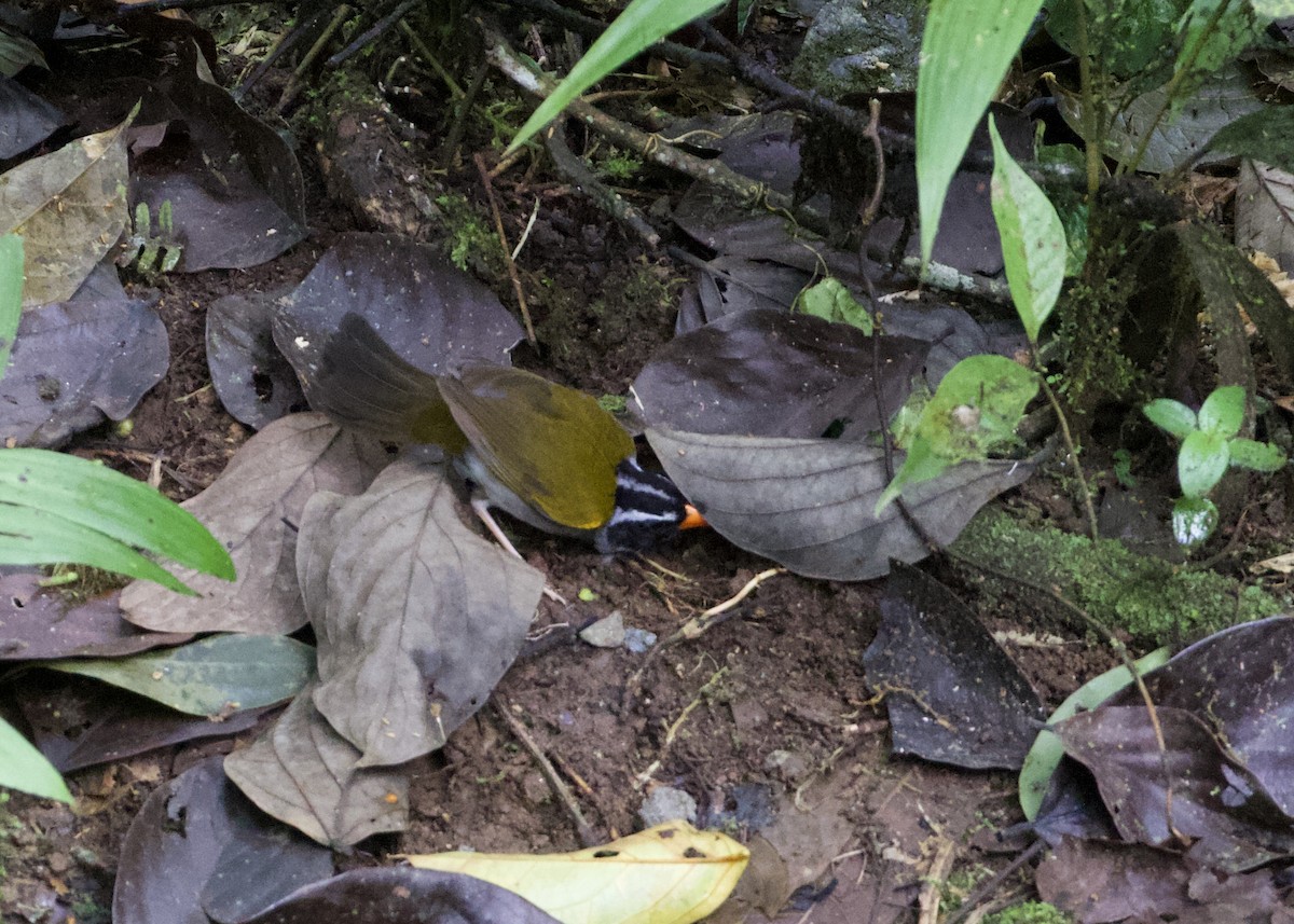 Cerquero Piquinaranja (grupo aurantiirostris) - ML533274241