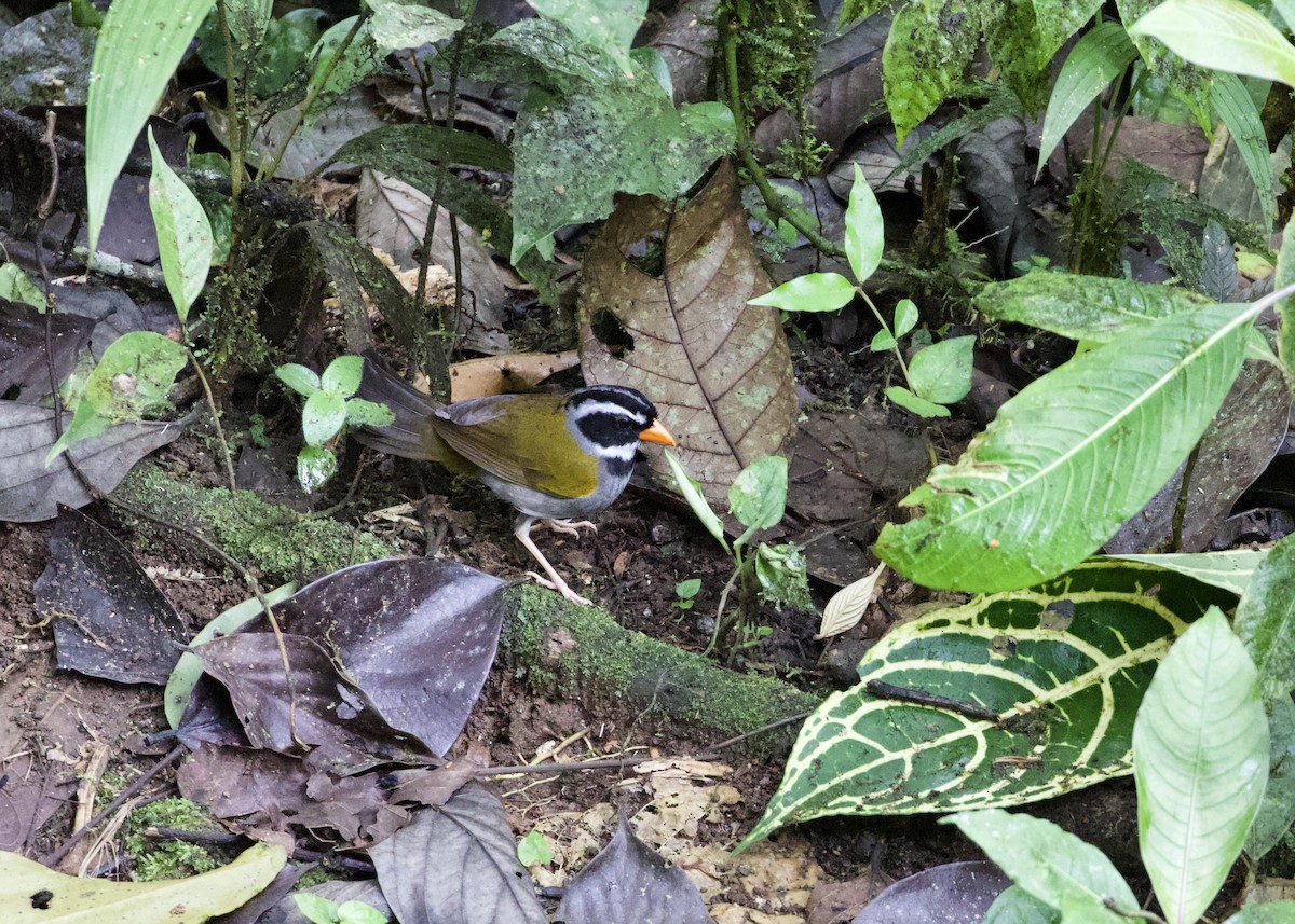 Orange-billed Sparrow (aurantiirostris Group) - RJ Baltierra