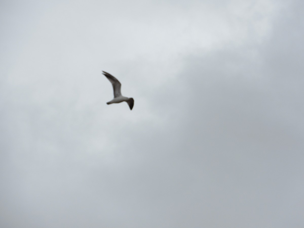 Ring-billed Gull - ML53327501