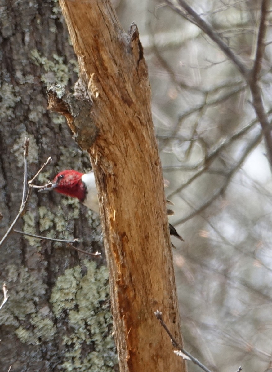Red-headed Woodpecker - ML53327571