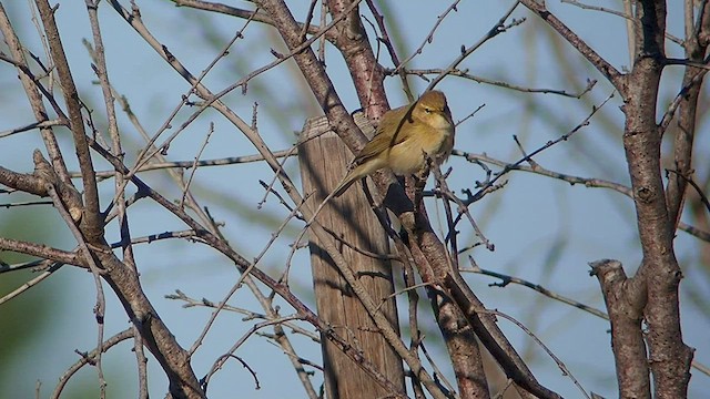 Mosquitero Común - ML533275731