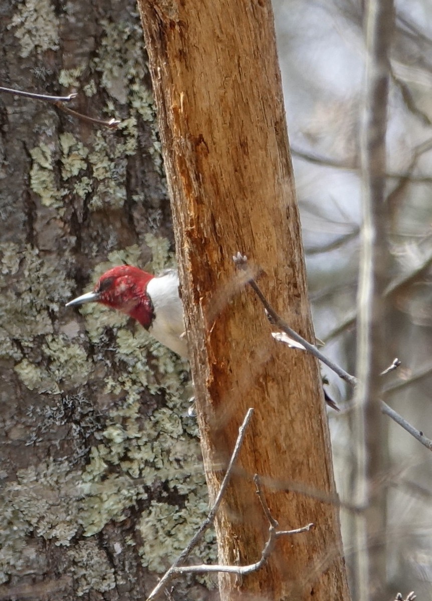 Red-headed Woodpecker - ML53327591