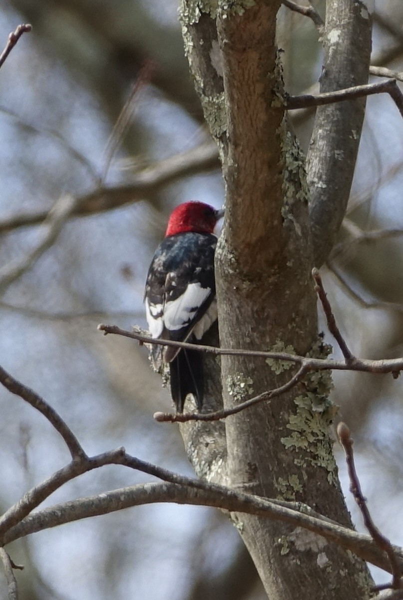 Red-headed Woodpecker - ML53327631