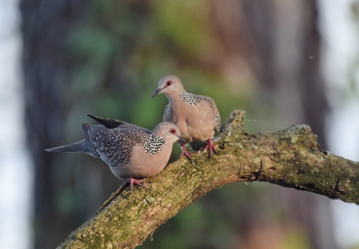 Spotted Dove - ML533276431