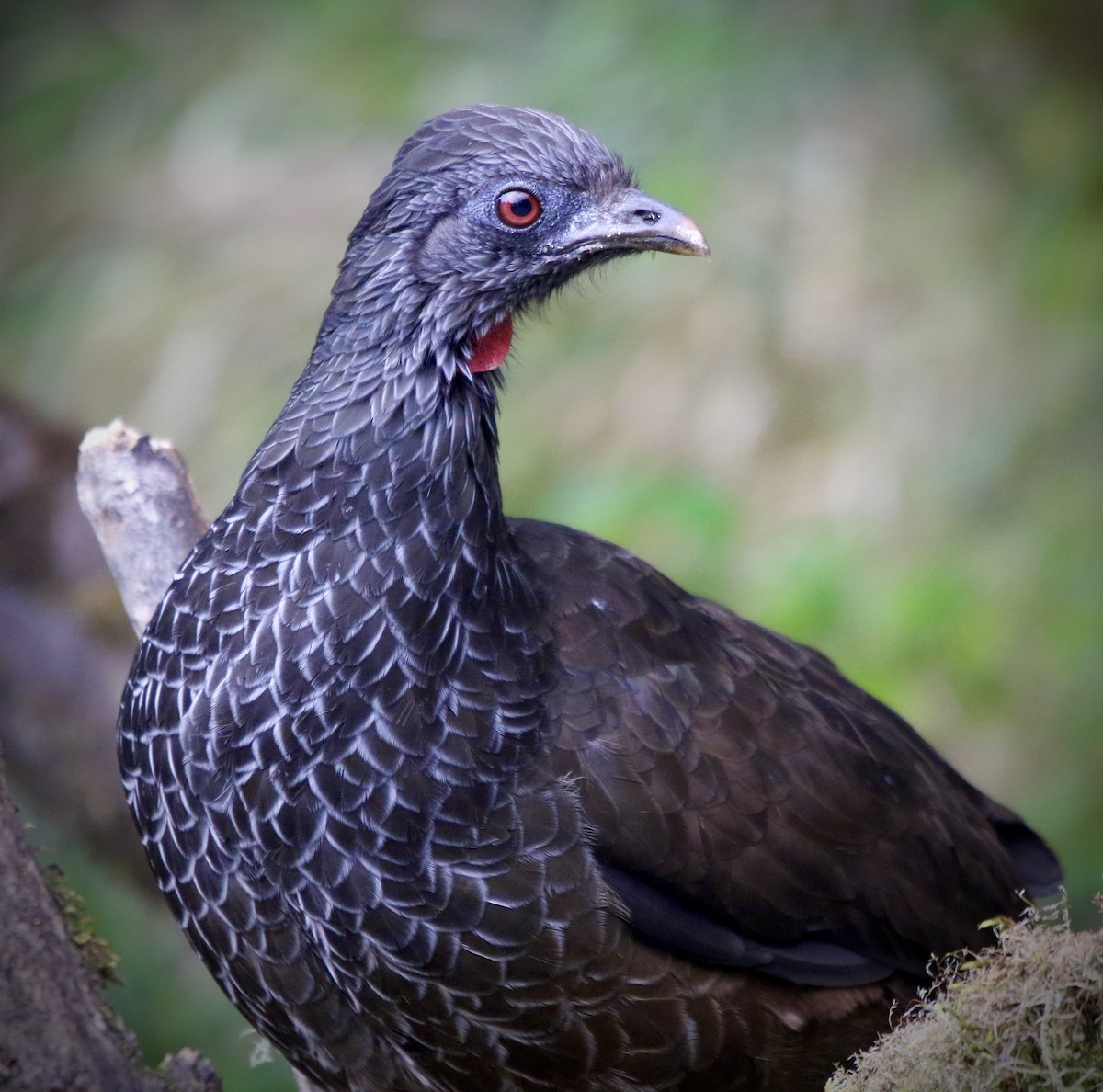 Andean Guan - ML533276671