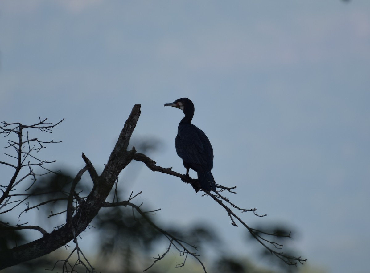 Great Cormorant - ML533276691