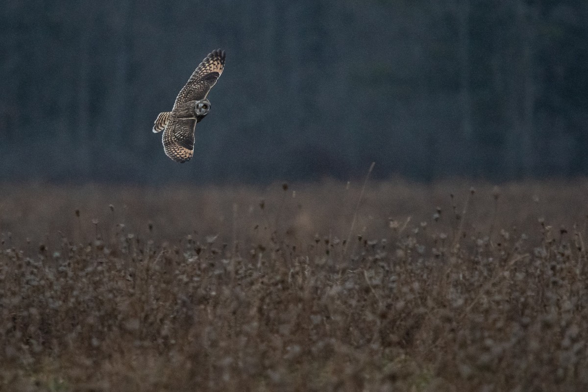 Short-eared Owl - Ryan Griffiths