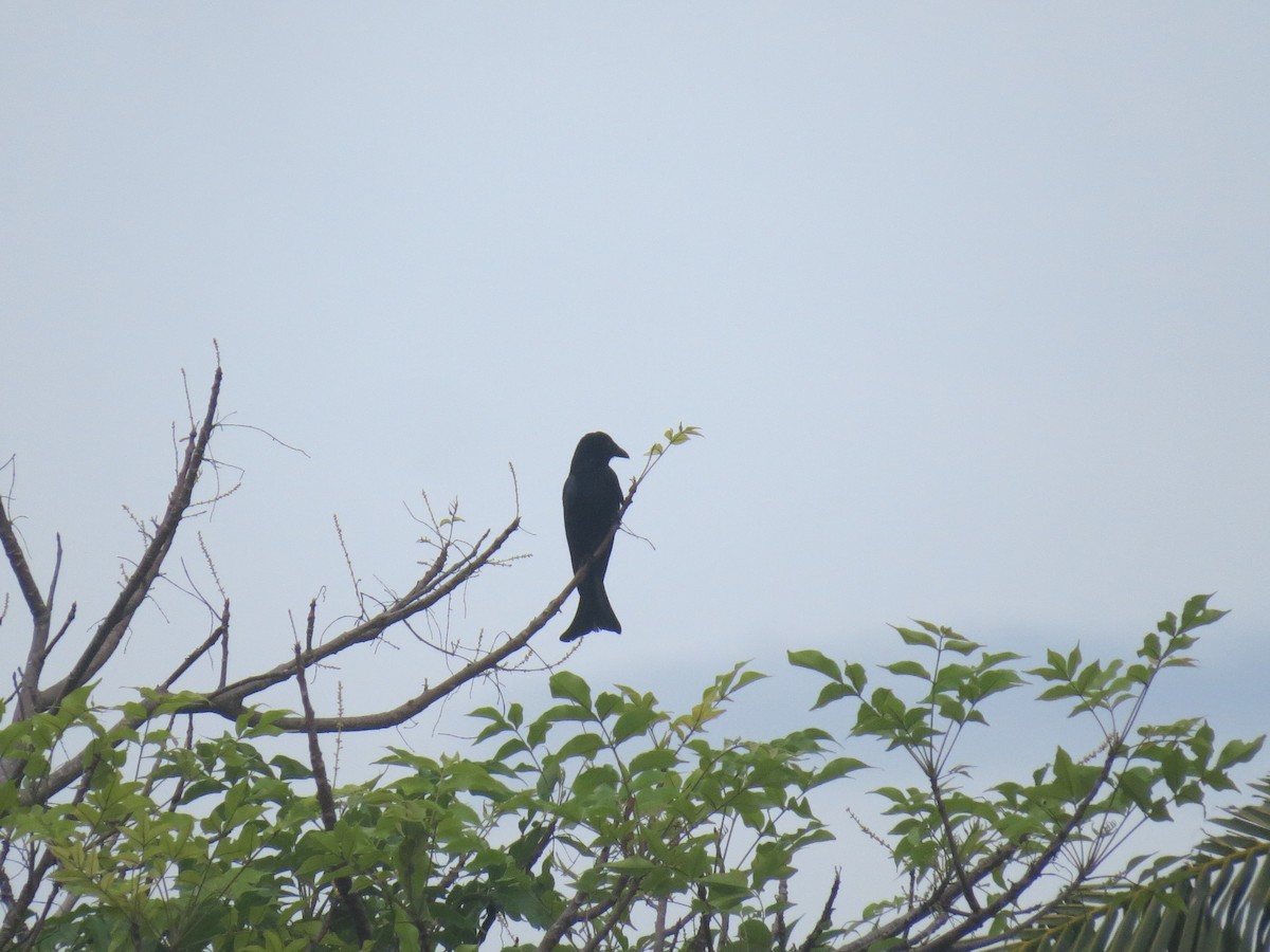 Wallace Çizgisi Drongosu (bimaensis) - ML533277631