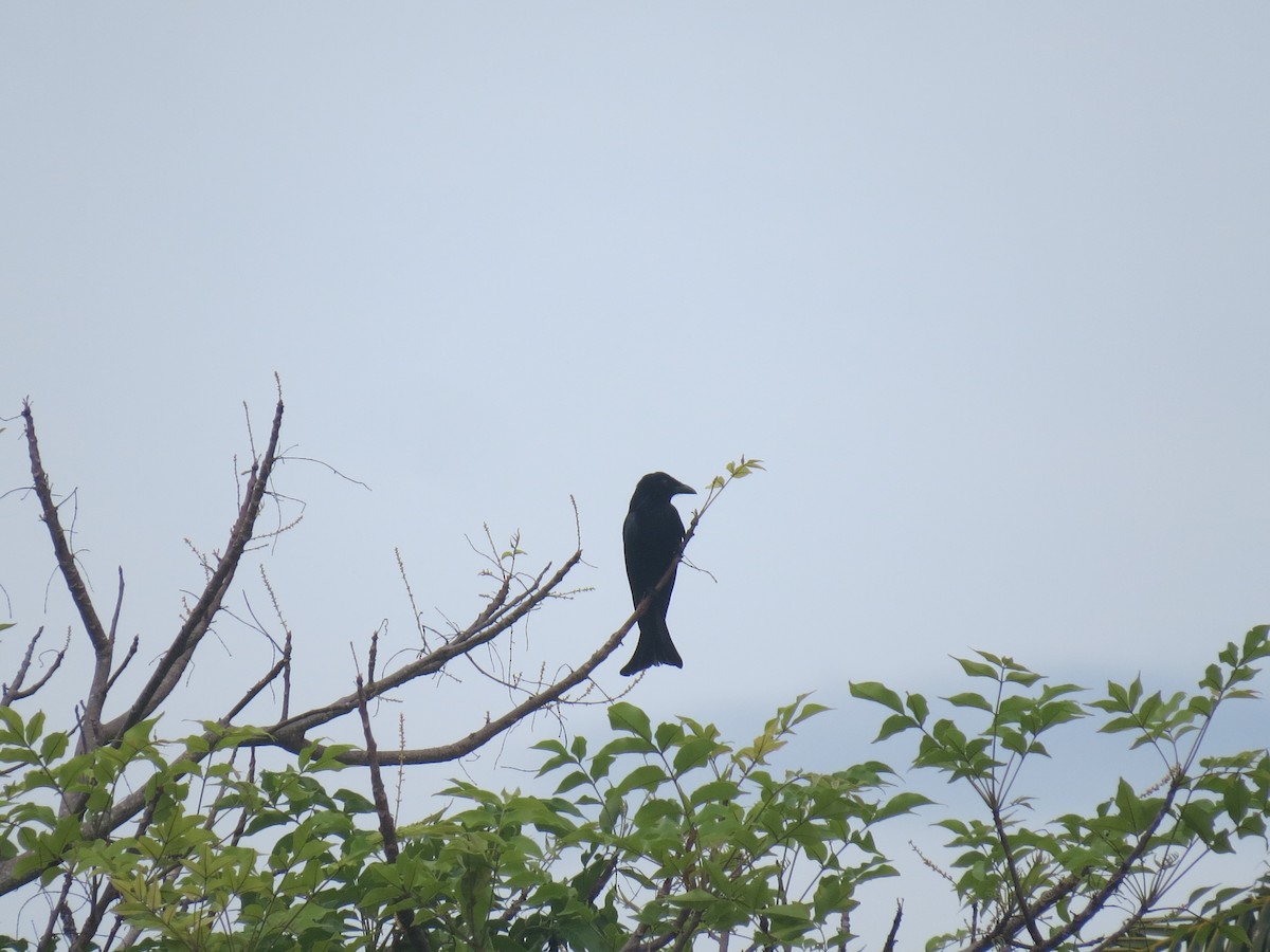 Drongo de la Sonde (bimaensis) - ML533277641