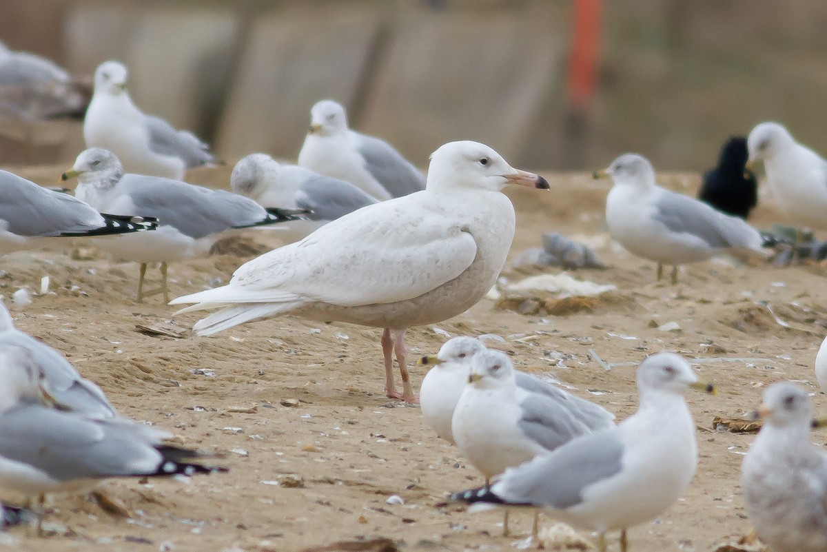 Glaucous Gull - ML53327911