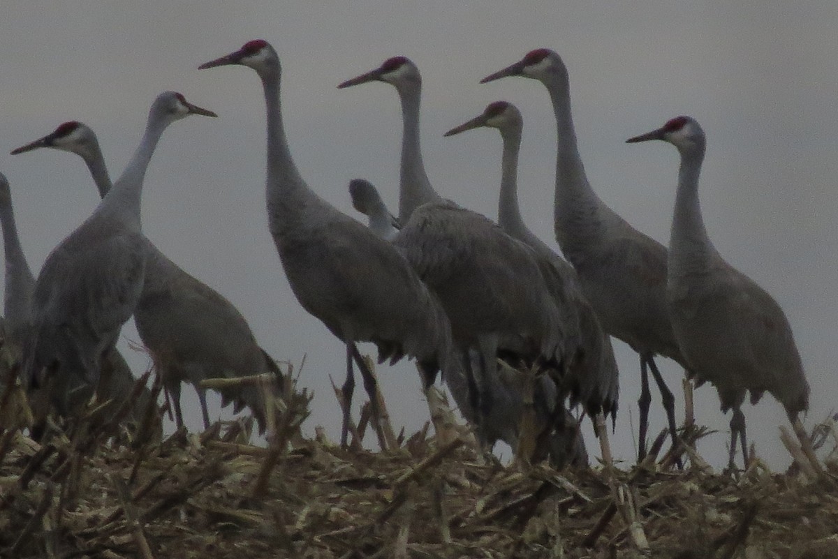 Sandhill Crane - ML533279621