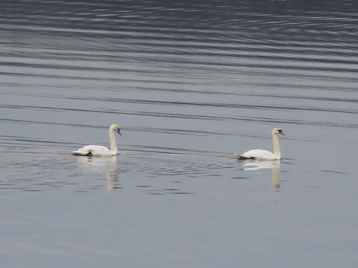 Mute Swan - ML533281121