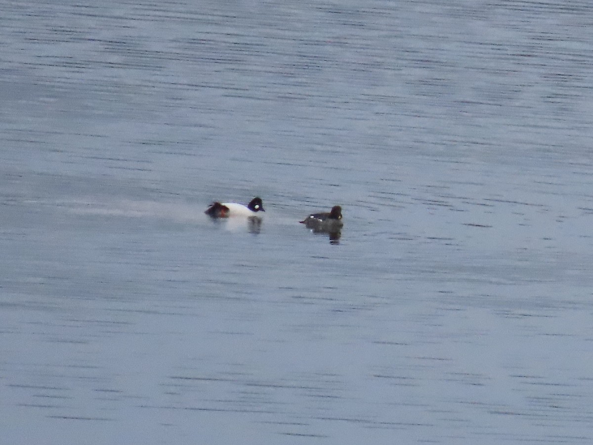 Common Goldeneye - ML533281141