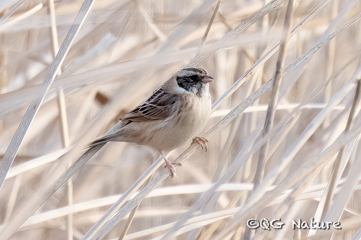 Ochre-rumped Bunting - ML533283301