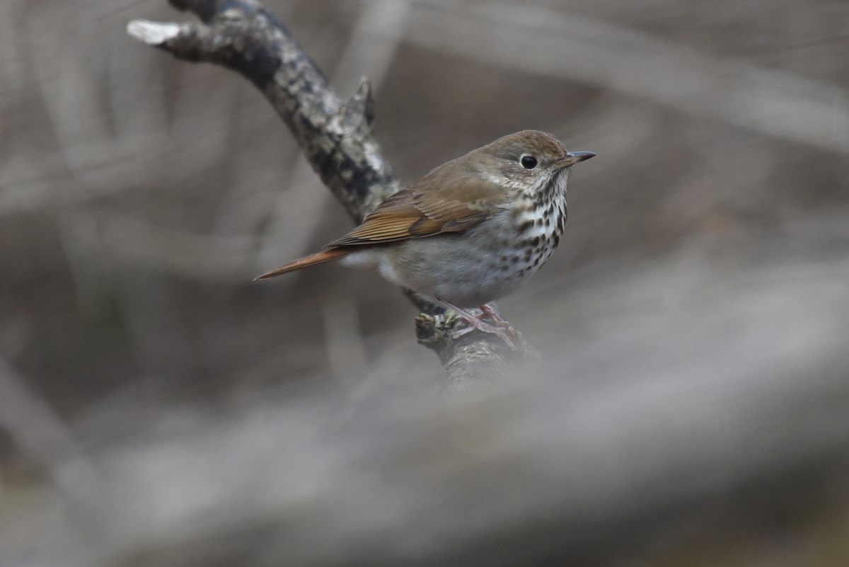 Hermit Thrush - ML53328441