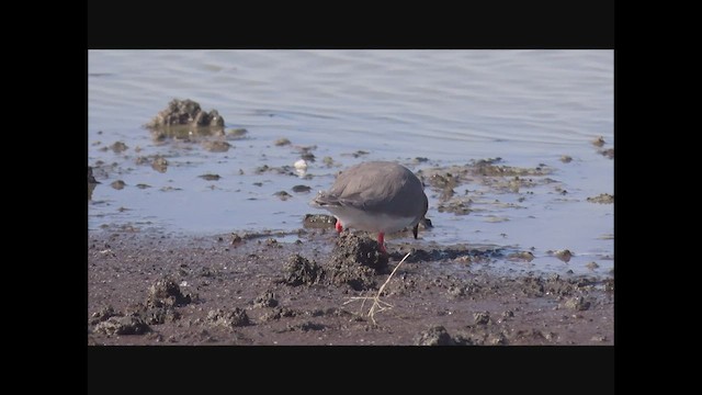 Magellanic Plover - ML533284761