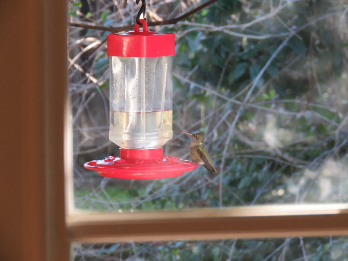 Anna's Hummingbird - ML533285521