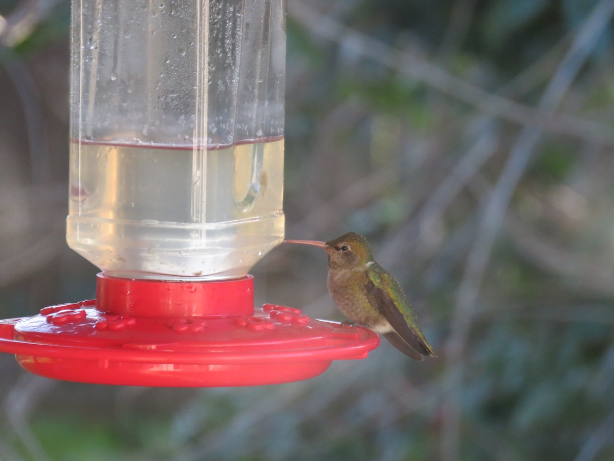 Anna's Hummingbird - ML533285601