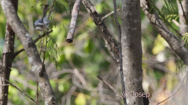 Tropical Gnatcatcher (plumbiceps/anteocularis) - ML533285771