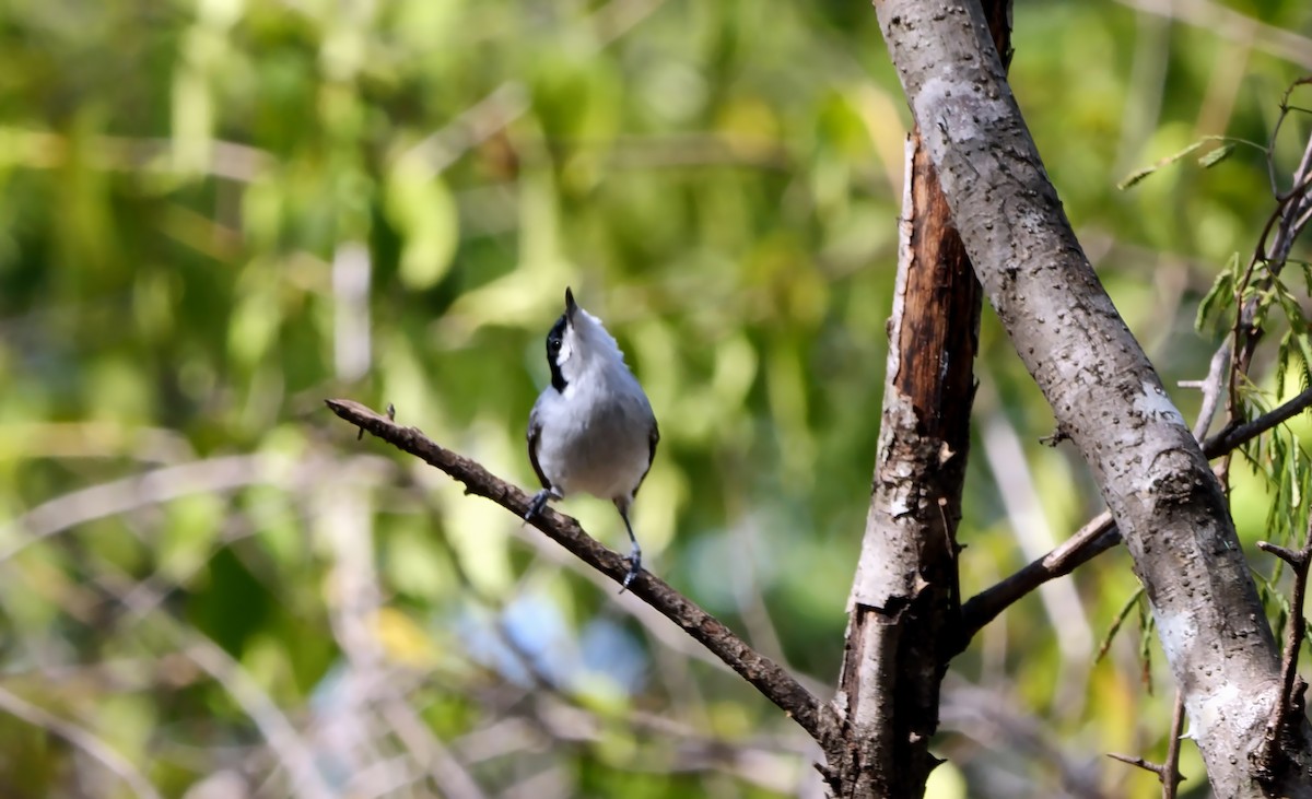 カオジロブユムシクイ（plumbiceps／anteocularis） - ML533285861