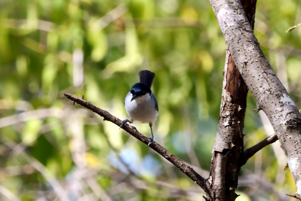 Tropical Gnatcatcher (plumbiceps/anteocularis) - ML533285901