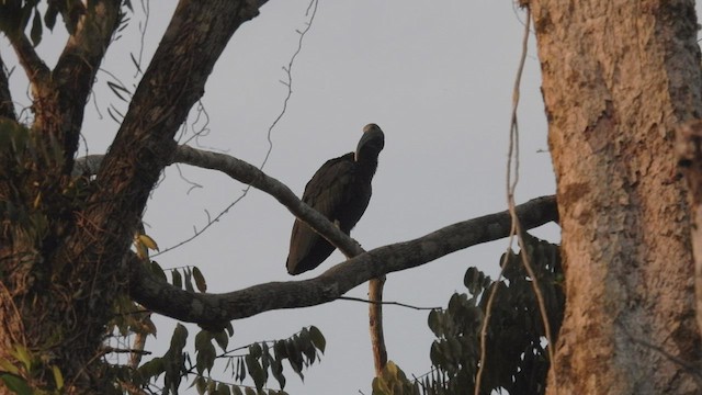 Ibis Verde - ML533286491