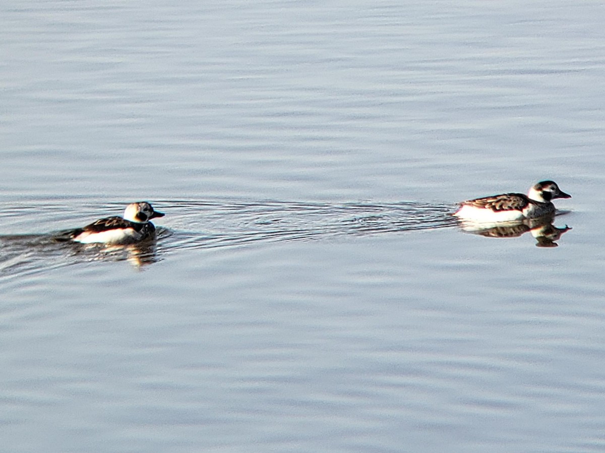 Long-tailed Duck - ML533287631