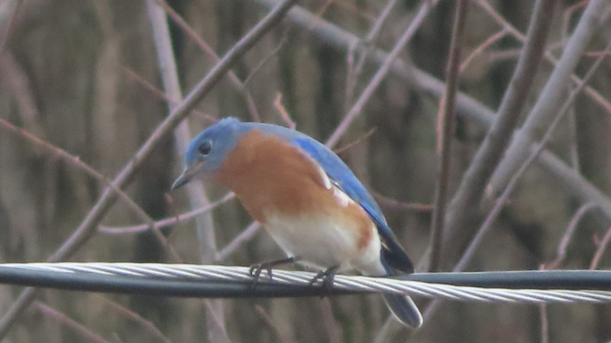 Eastern Bluebird - ML533287701